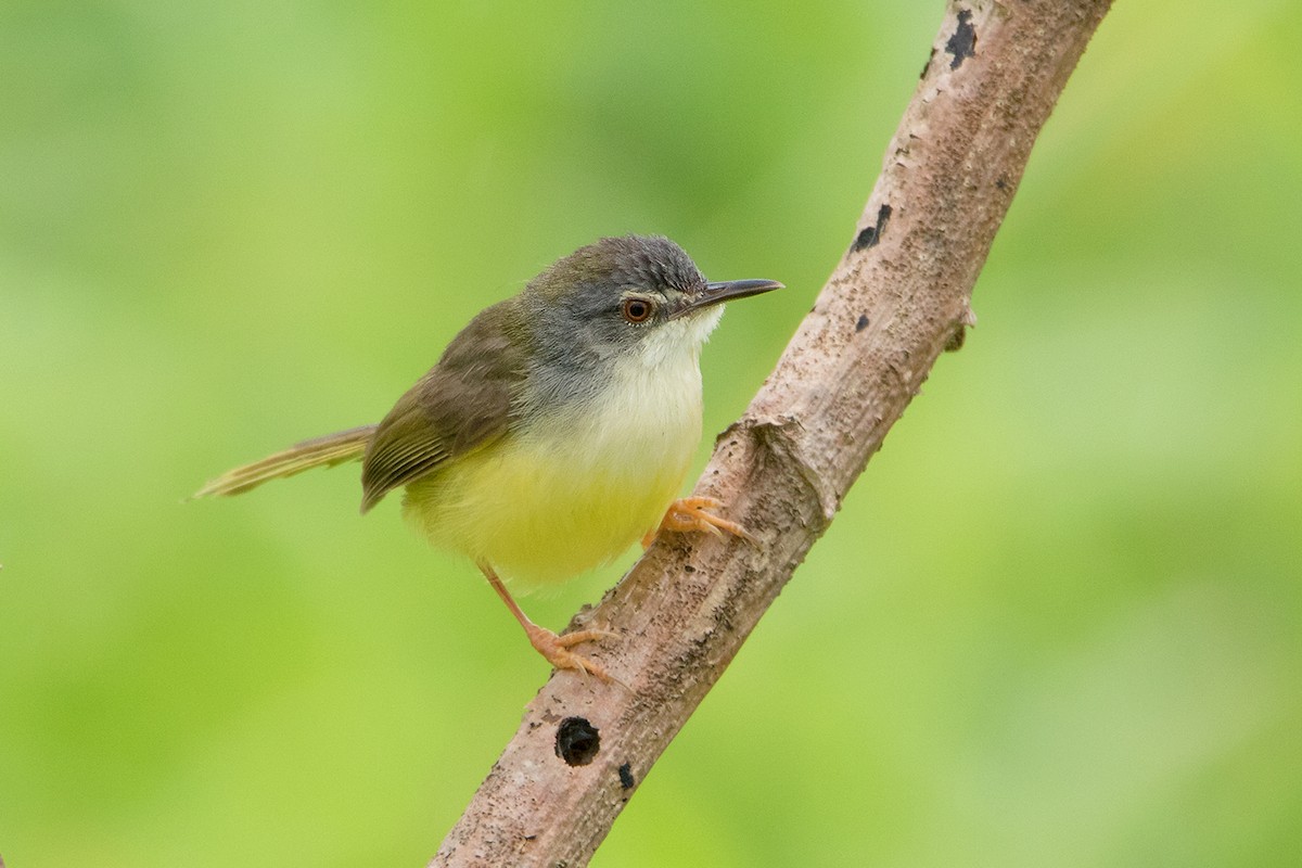 Yellow-bellied Prinia - ML108132141