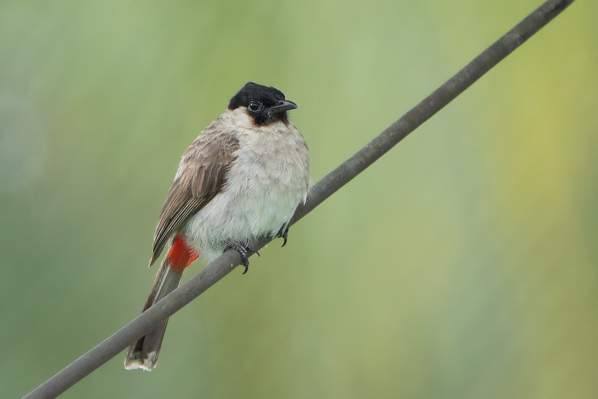Bulbul Ventridorado - ML108132301