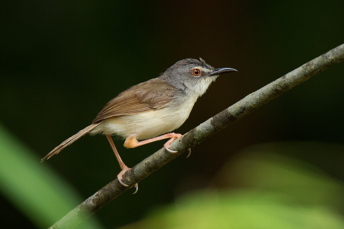 brunryggprinia - ML108132501