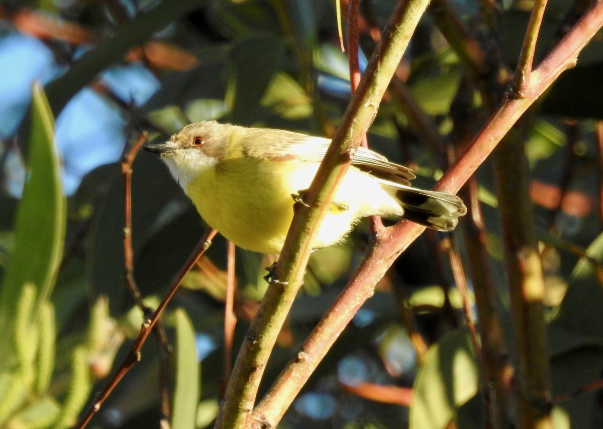 White-throated Gerygone - Michael Daley