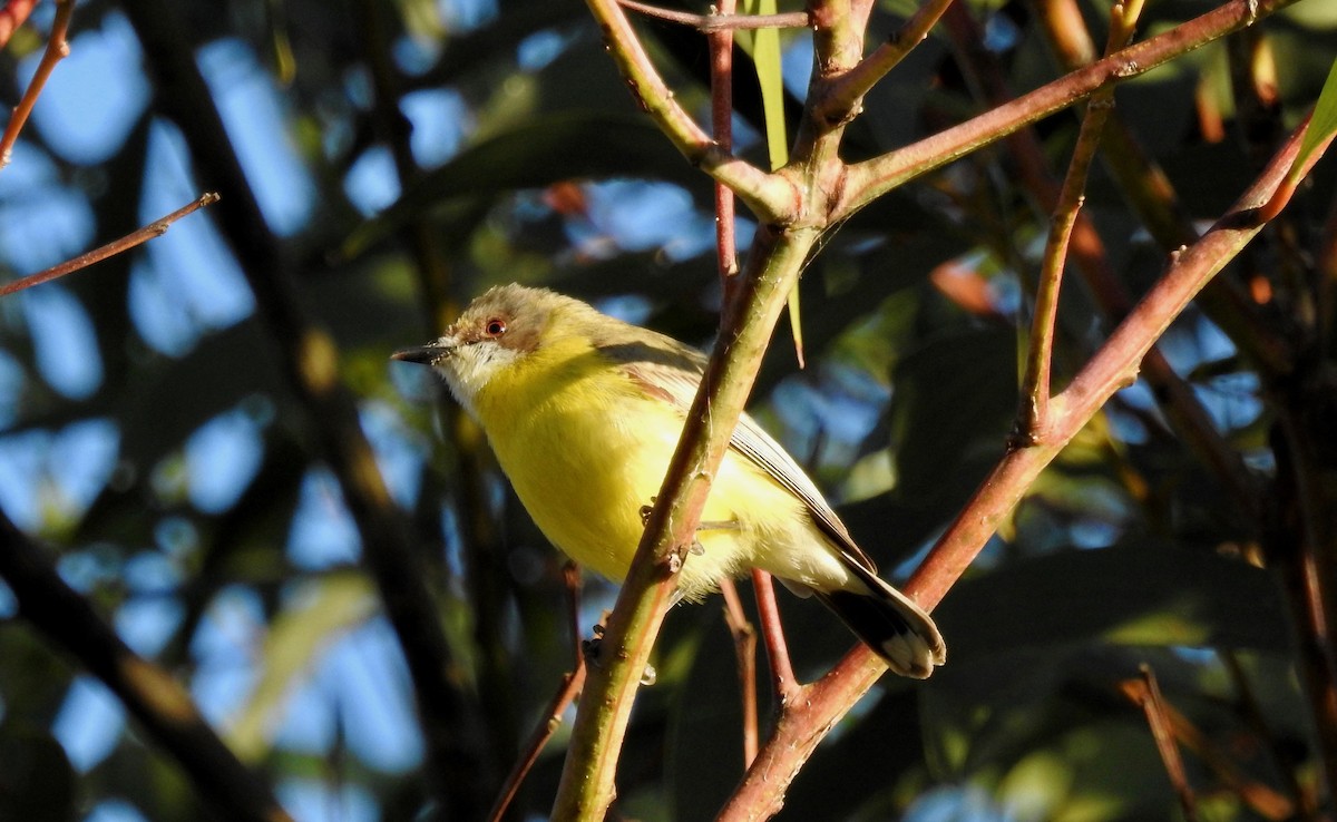 White-throated Gerygone - ML108132731