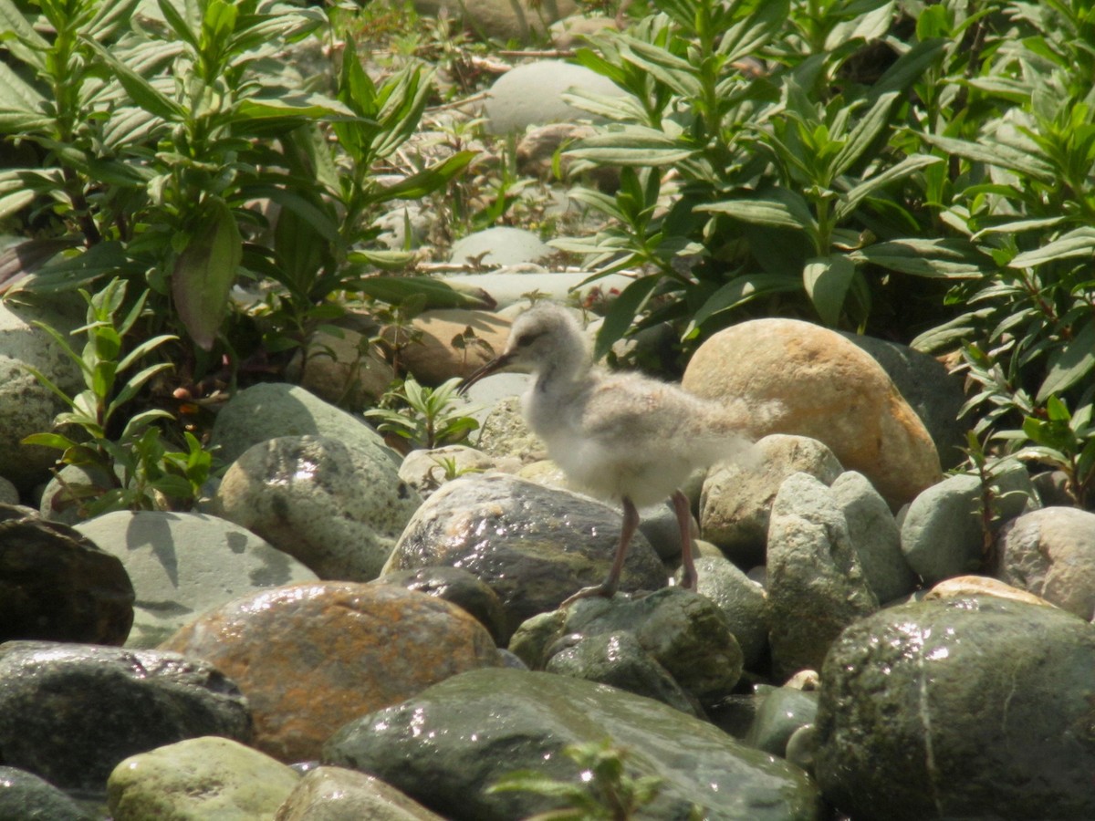 Bec-d'ibis tibétain - ML108134041