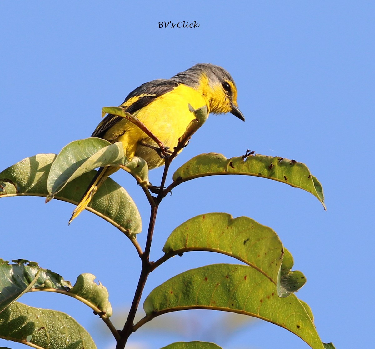 Orange Minivet - ML108134151