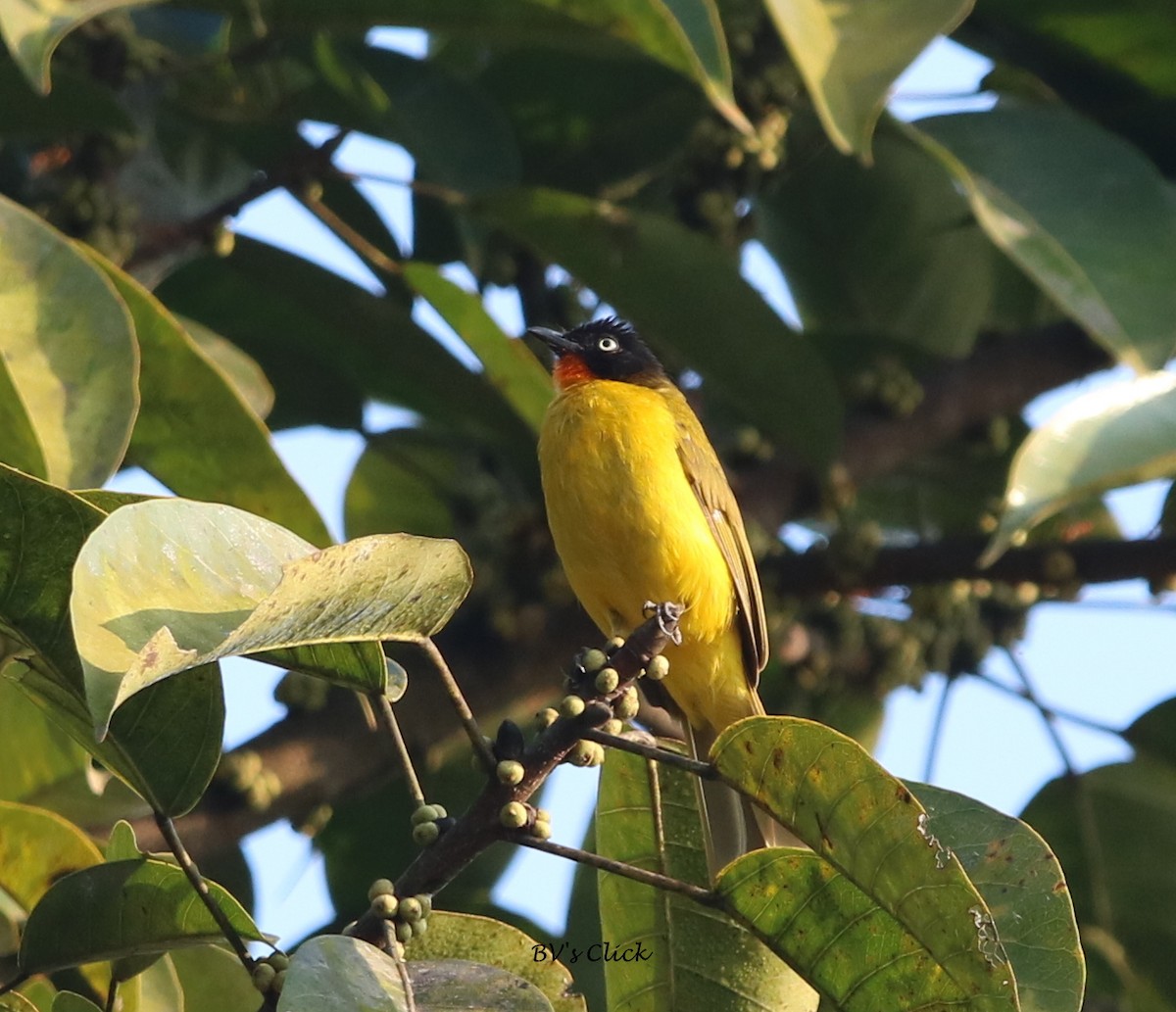 Flame-throated Bulbul - ML108134161