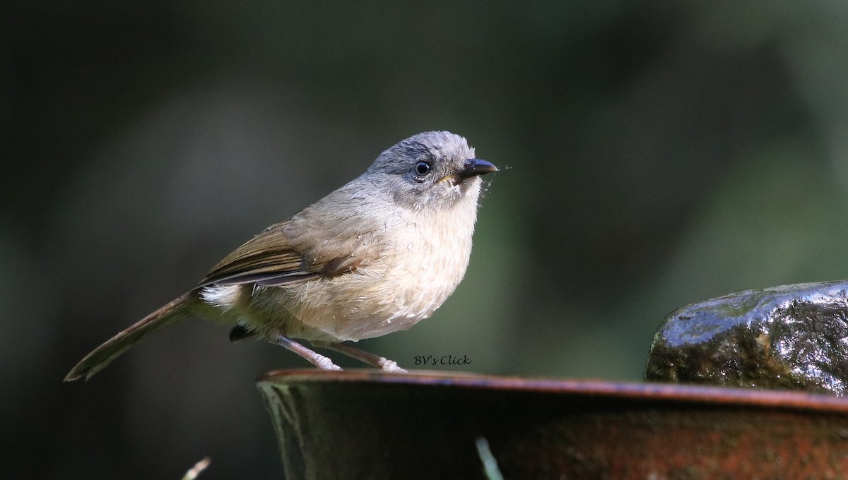 Brown-cheeked Fulvetta - ML108134191