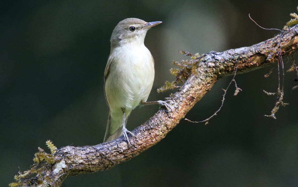 Blyth's Reed Warbler - ML108134211