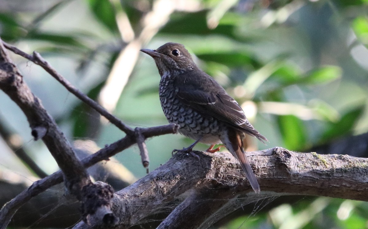 Blue-capped Rock-Thrush - ML108134221