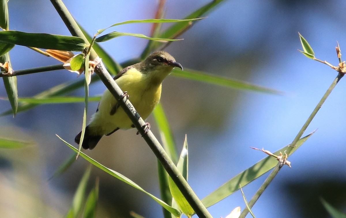 Crimson-backed Sunbird - ML108134321