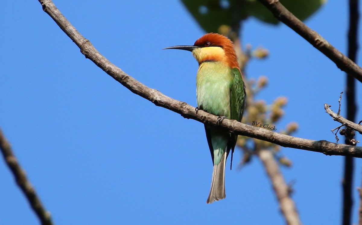 Chestnut-headed Bee-eater - ML108134331