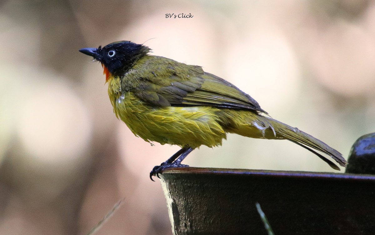 Flame-throated Bulbul - ML108134451