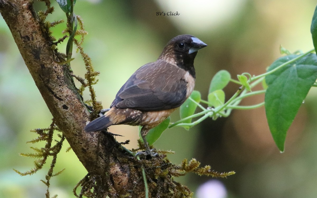 Black-throated Munia - ML108134601