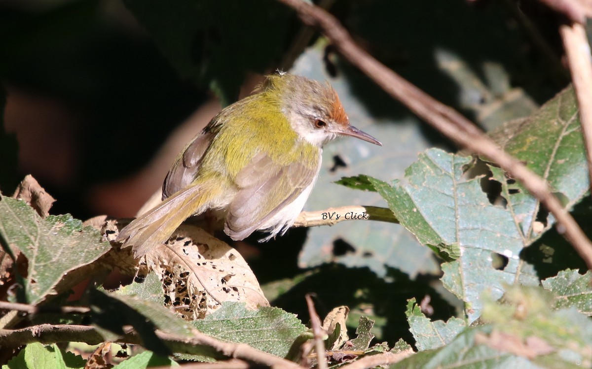 Common Tailorbird - ML108134711