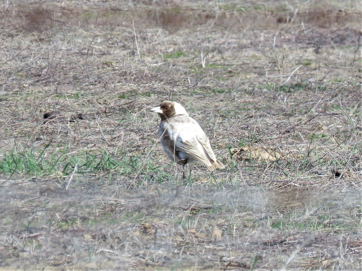 Australian Magpie - ML108134901