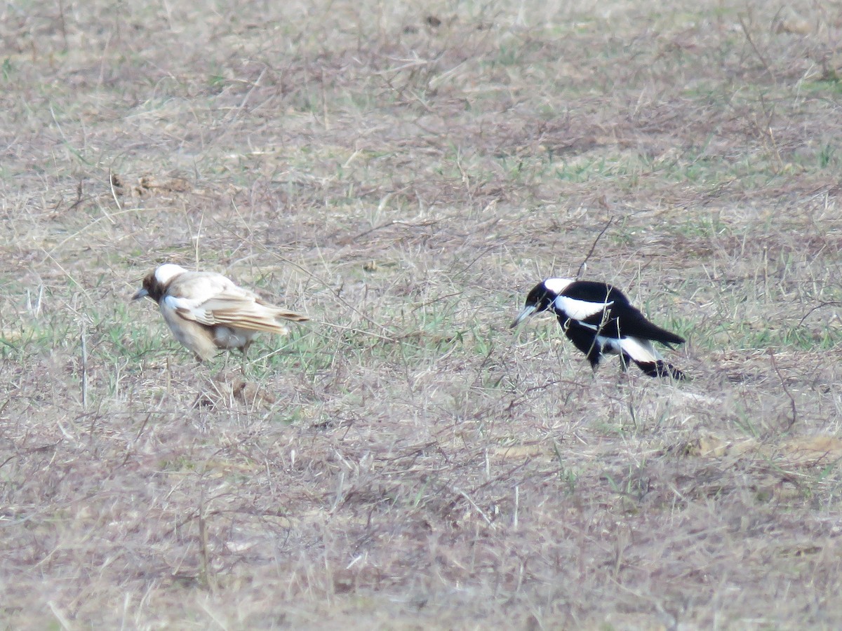 Australian Magpie - ML108134911