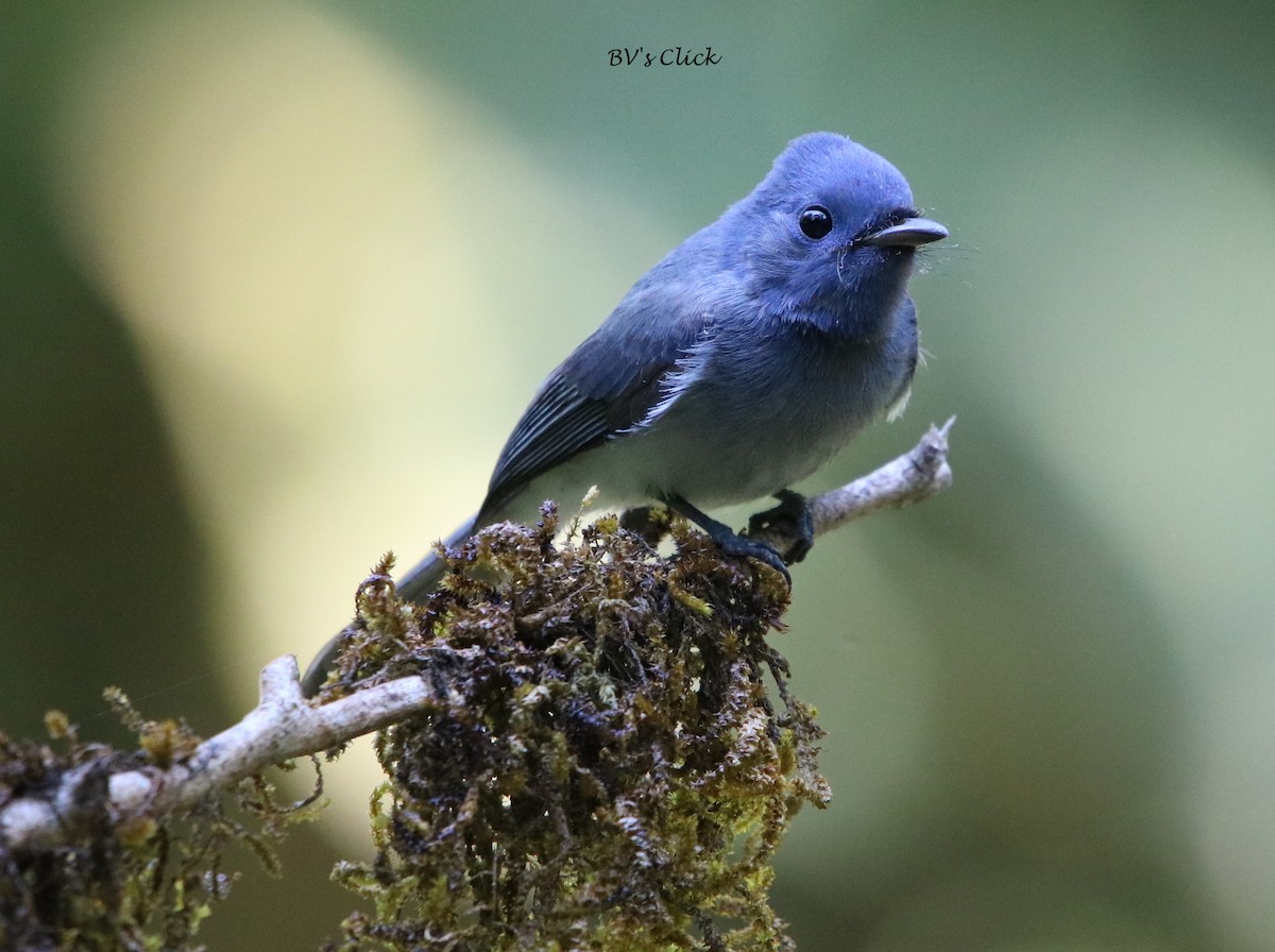 Black-naped Monarch - ML108134921