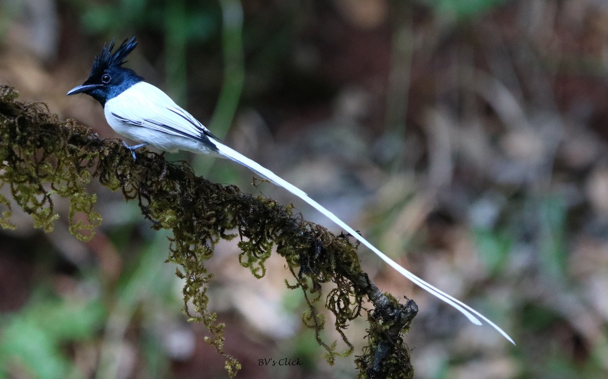 Indian Paradise-Flycatcher - ML108135031