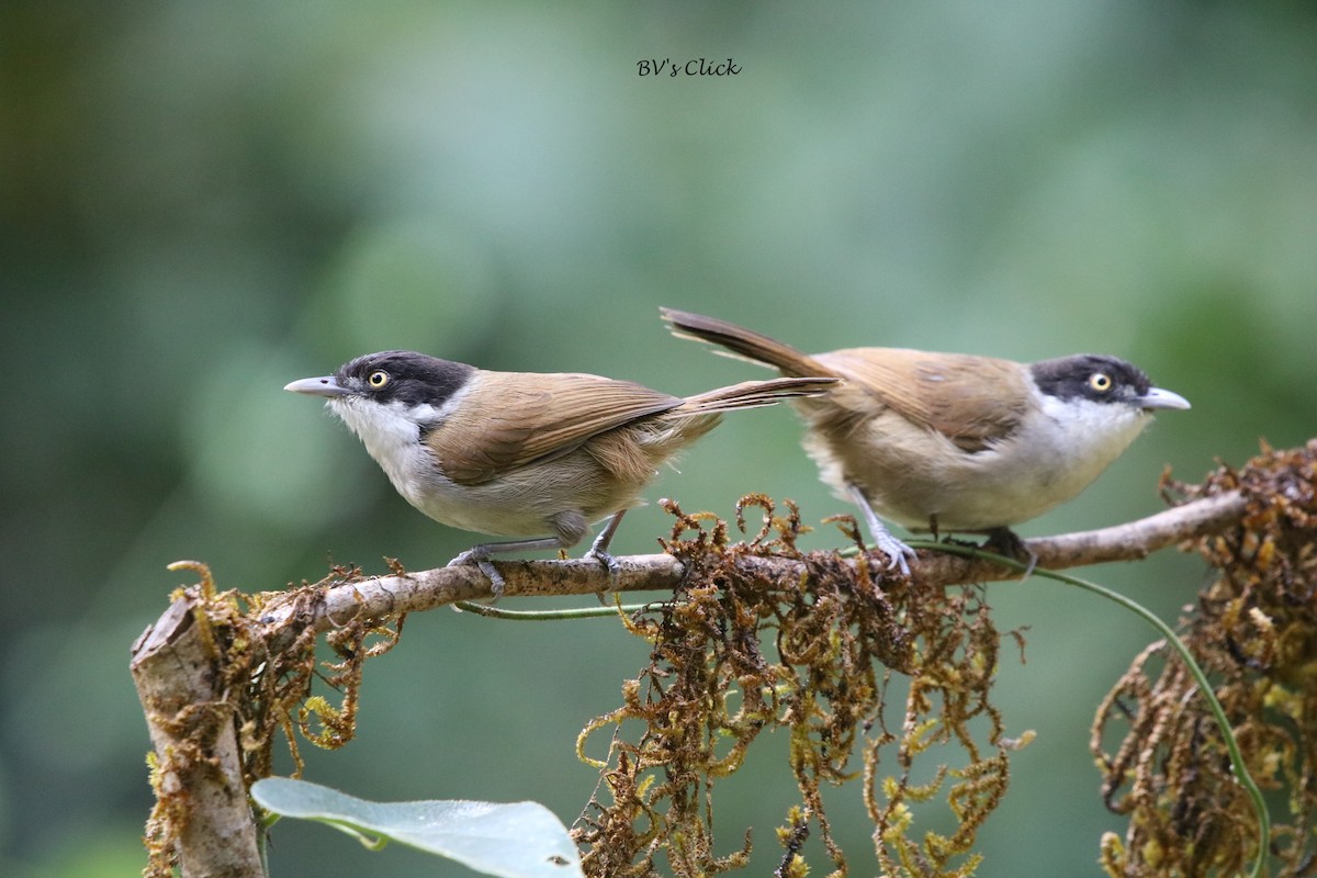 Dark-fronted Babbler - ML108135201