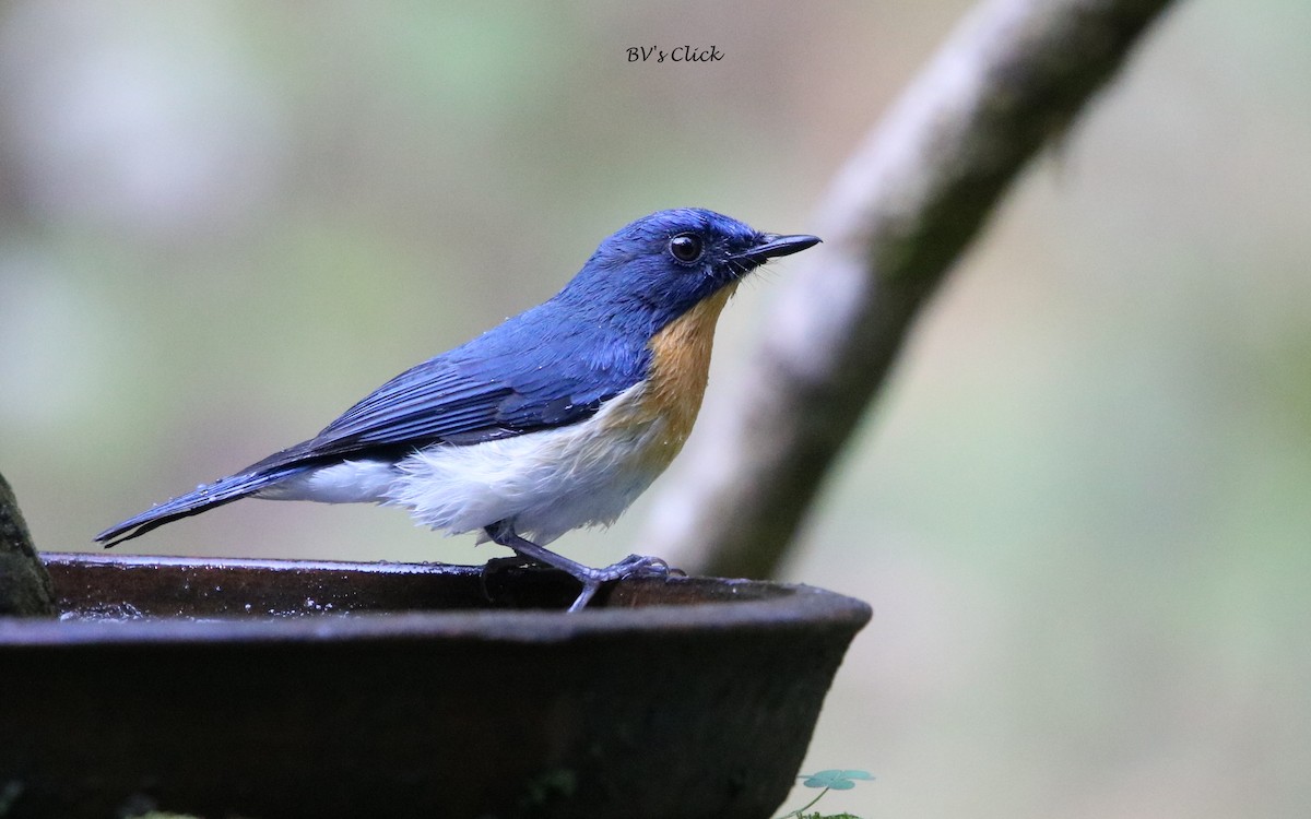 Tickell's Blue Flycatcher - ML108135321