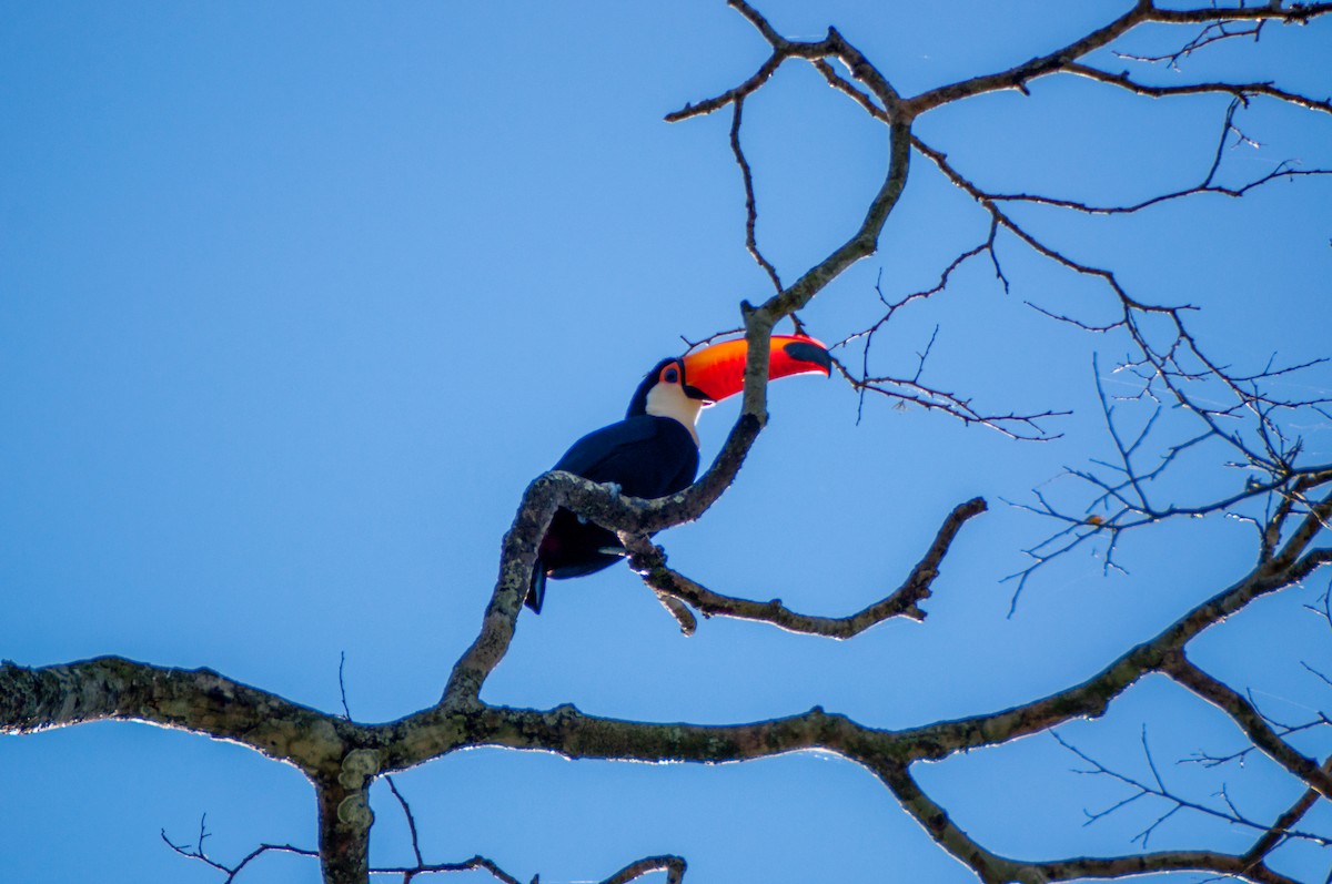 Toco Toucan - Evaldo Nascimento