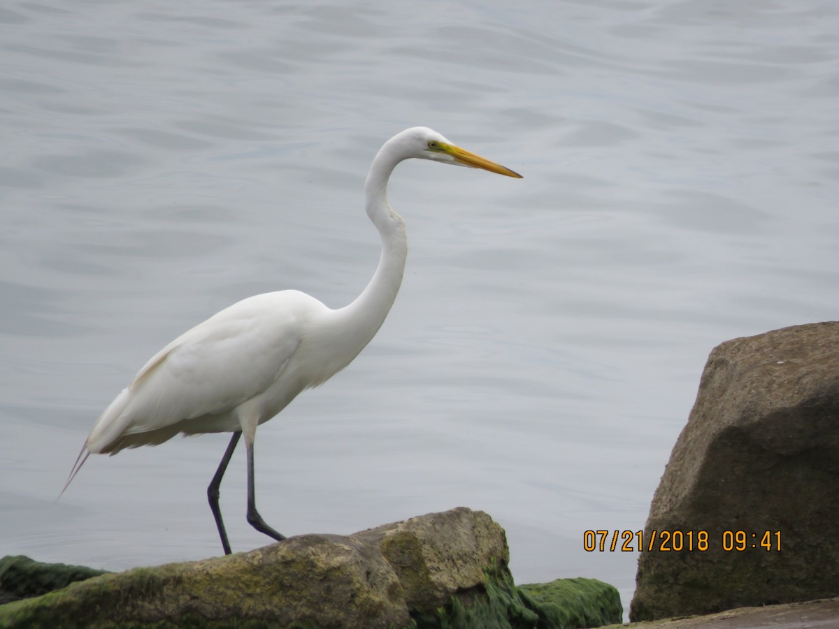 Grande Aigrette - ML108139031