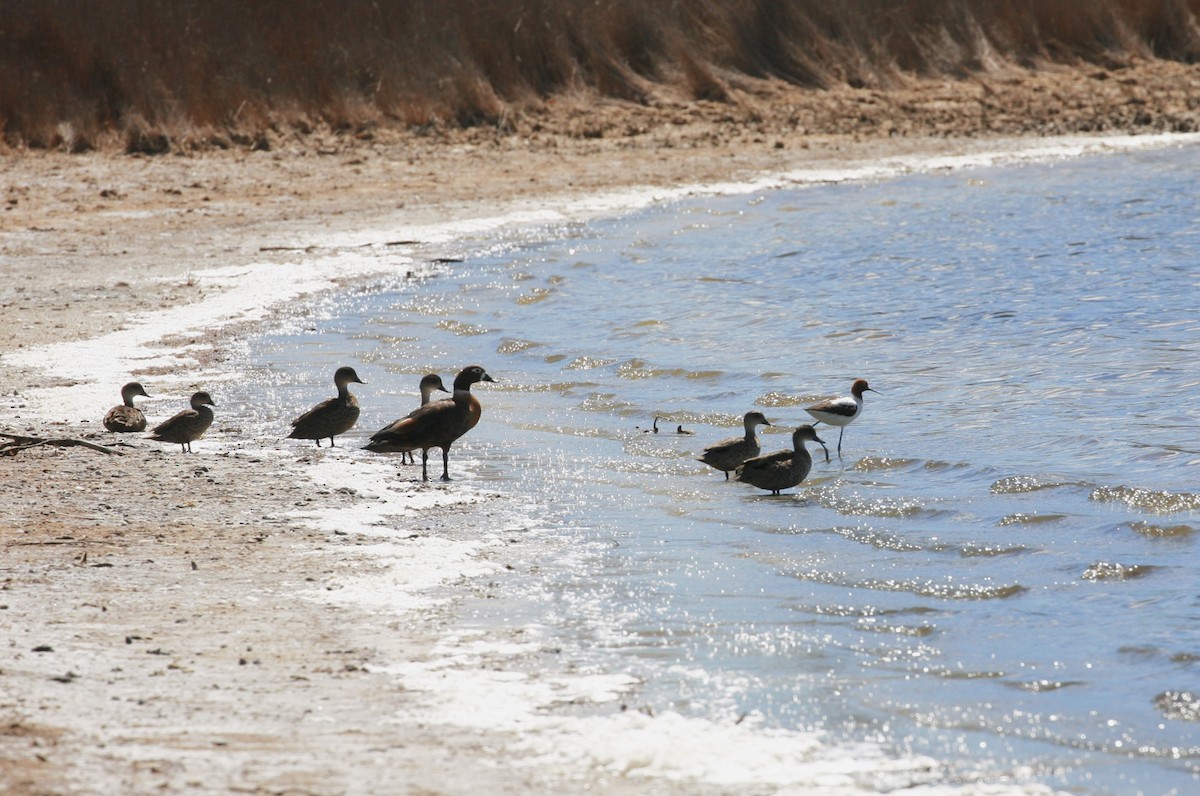 Red-necked Avocet - ML108139051