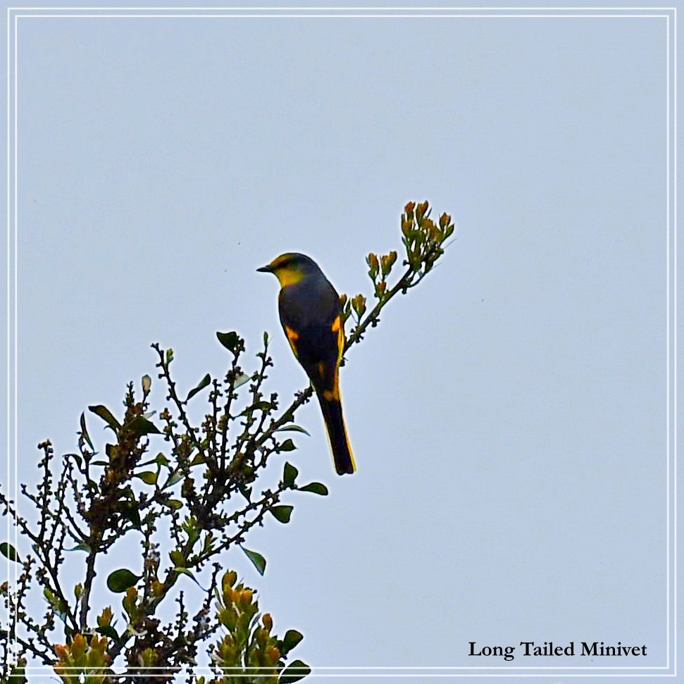 Long-tailed Minivet - Souvik Roychoudhury