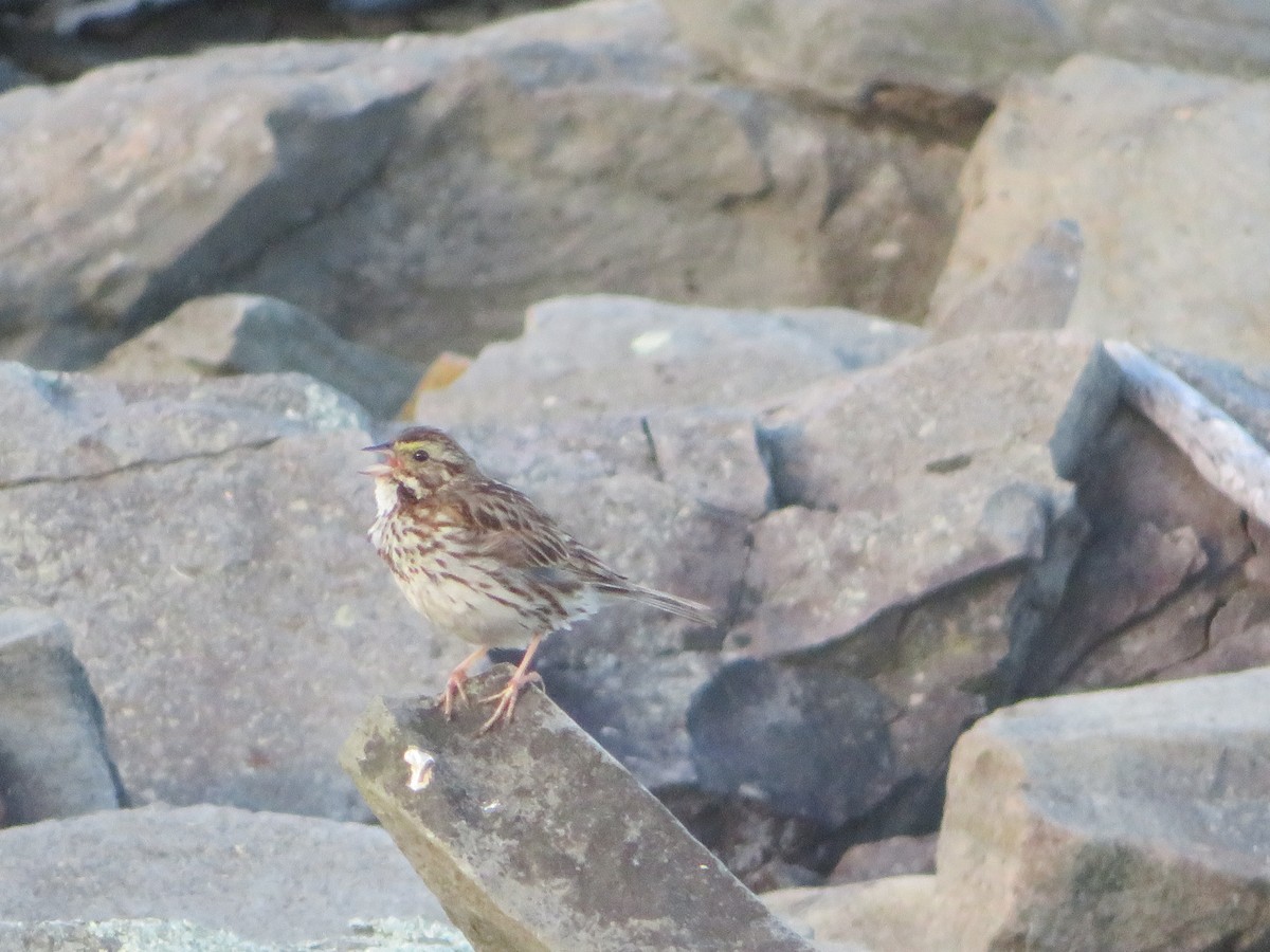 Savannah Sparrow - ML108139471