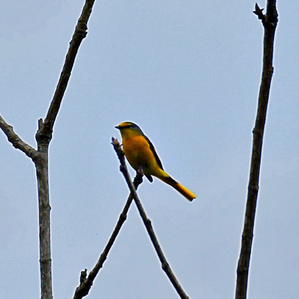 Long-tailed Minivet - Souvik Roychoudhury