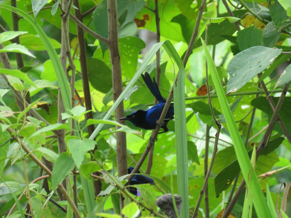 Emperor Fairywren - Teresa Pegan 🦋