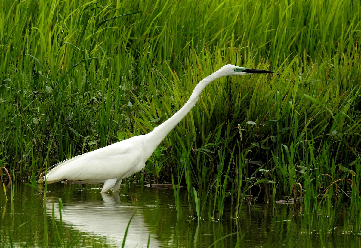 Great Egret - ML108140581