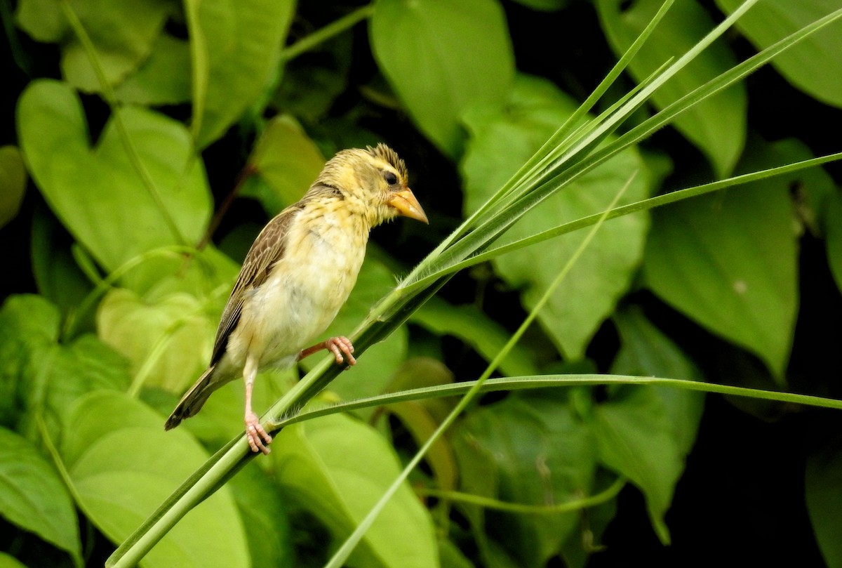 Baya Weaver - krishnakumar K Iyer