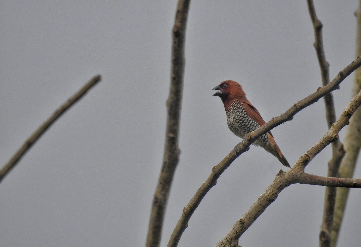 Scaly-breasted Munia - ML108140751