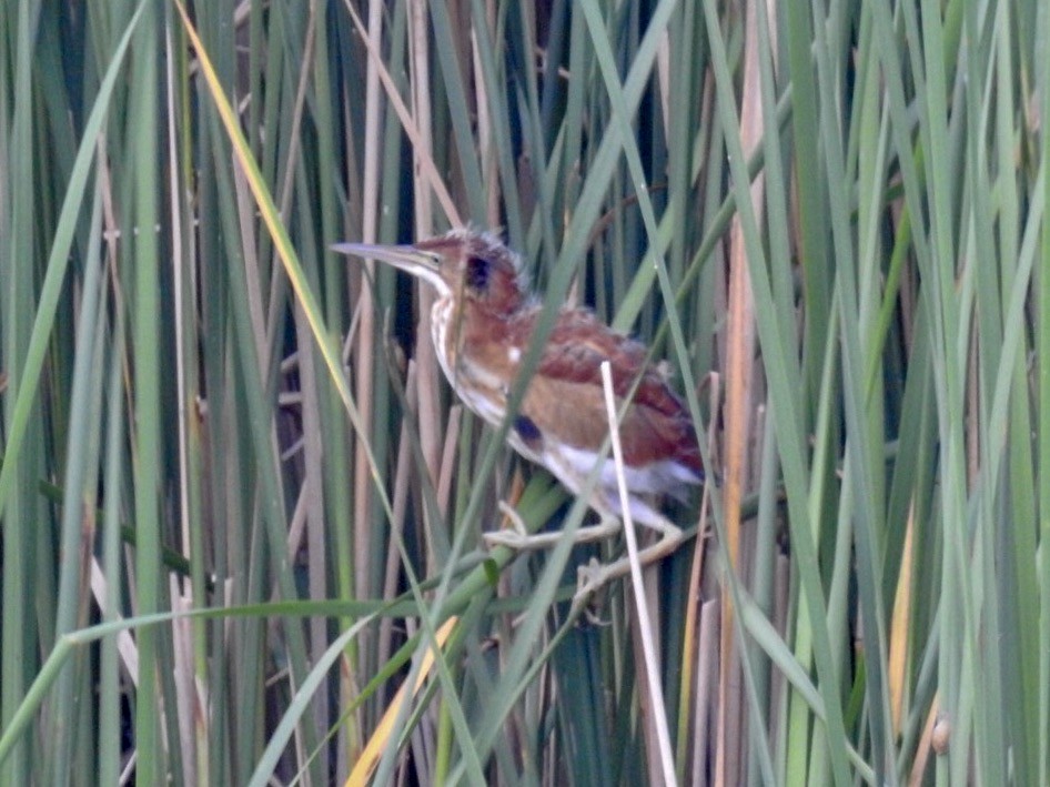 Least Bittern - Tim Ray