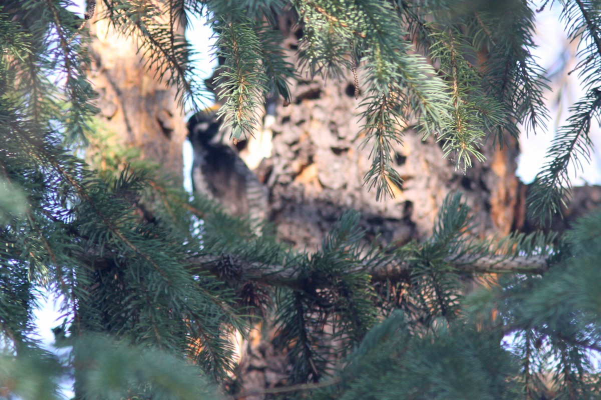 American Three-toed Woodpecker - ML108142091