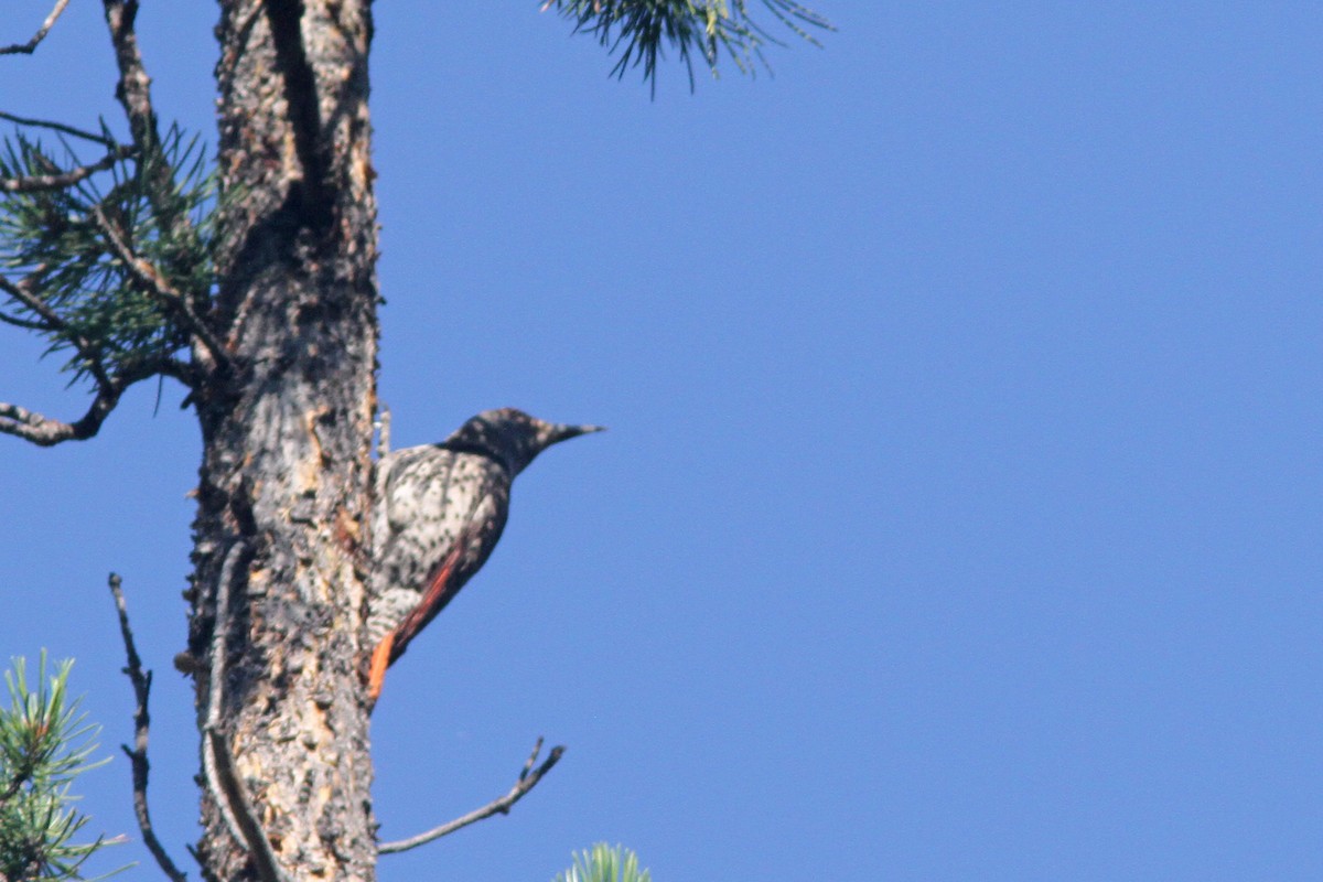 Northern Flicker (Red-shafted) - ML108142111