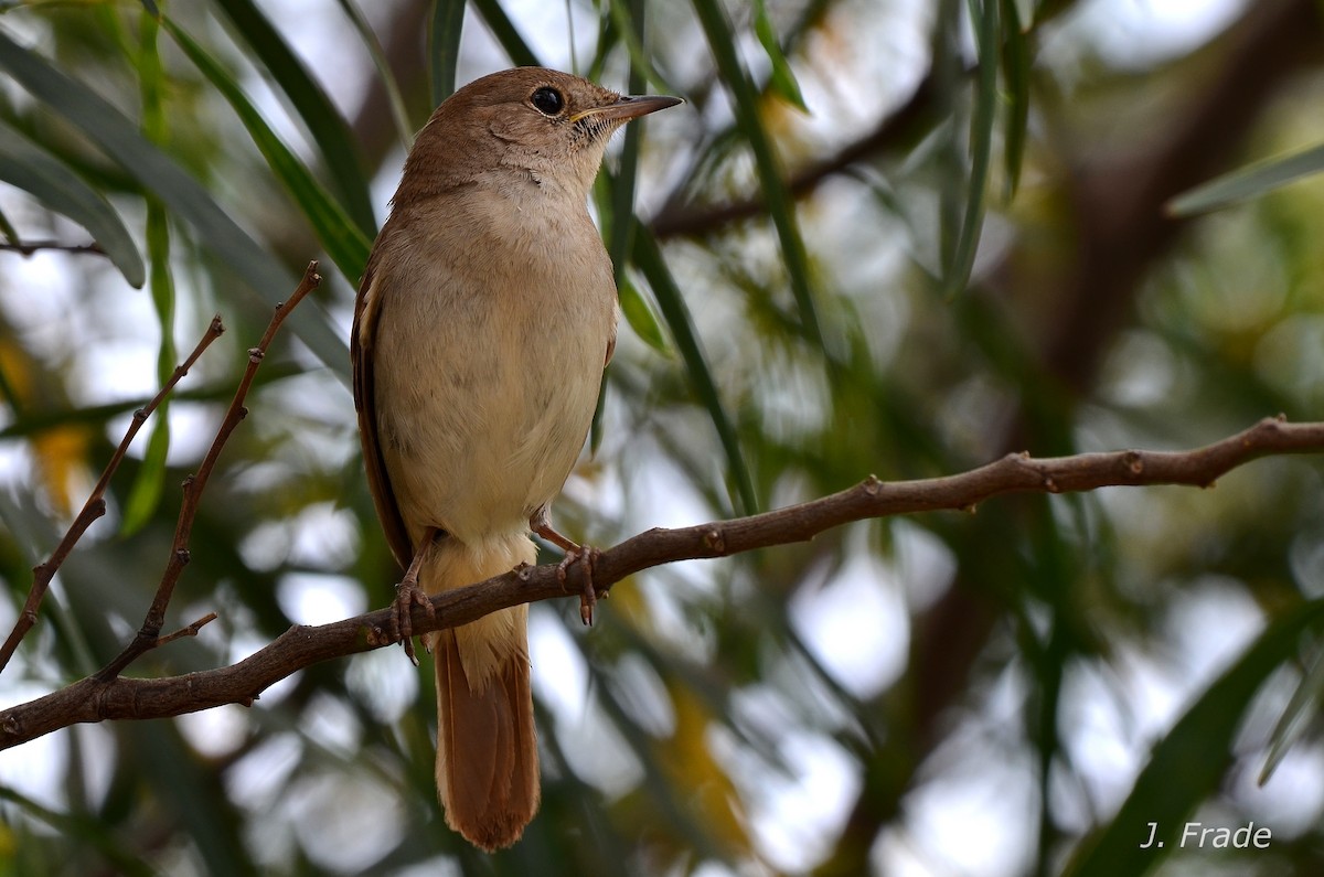 Common Nightingale - ML108144231