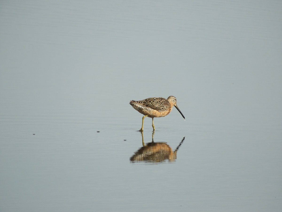 Short-billed Dowitcher - ML108144661