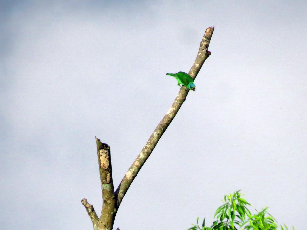 Taiwanbartvogel - ML108146501