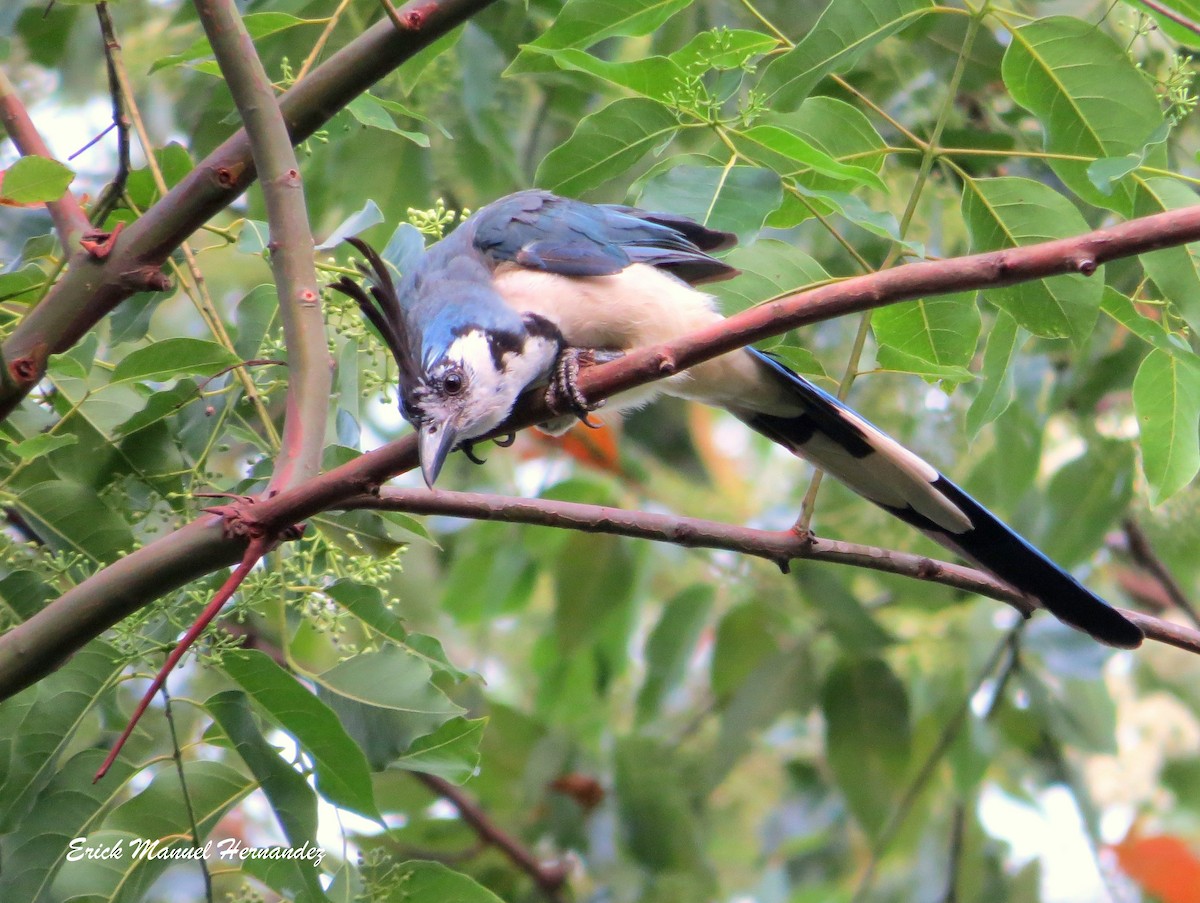 White-throated Magpie-Jay - Erick Hernandez