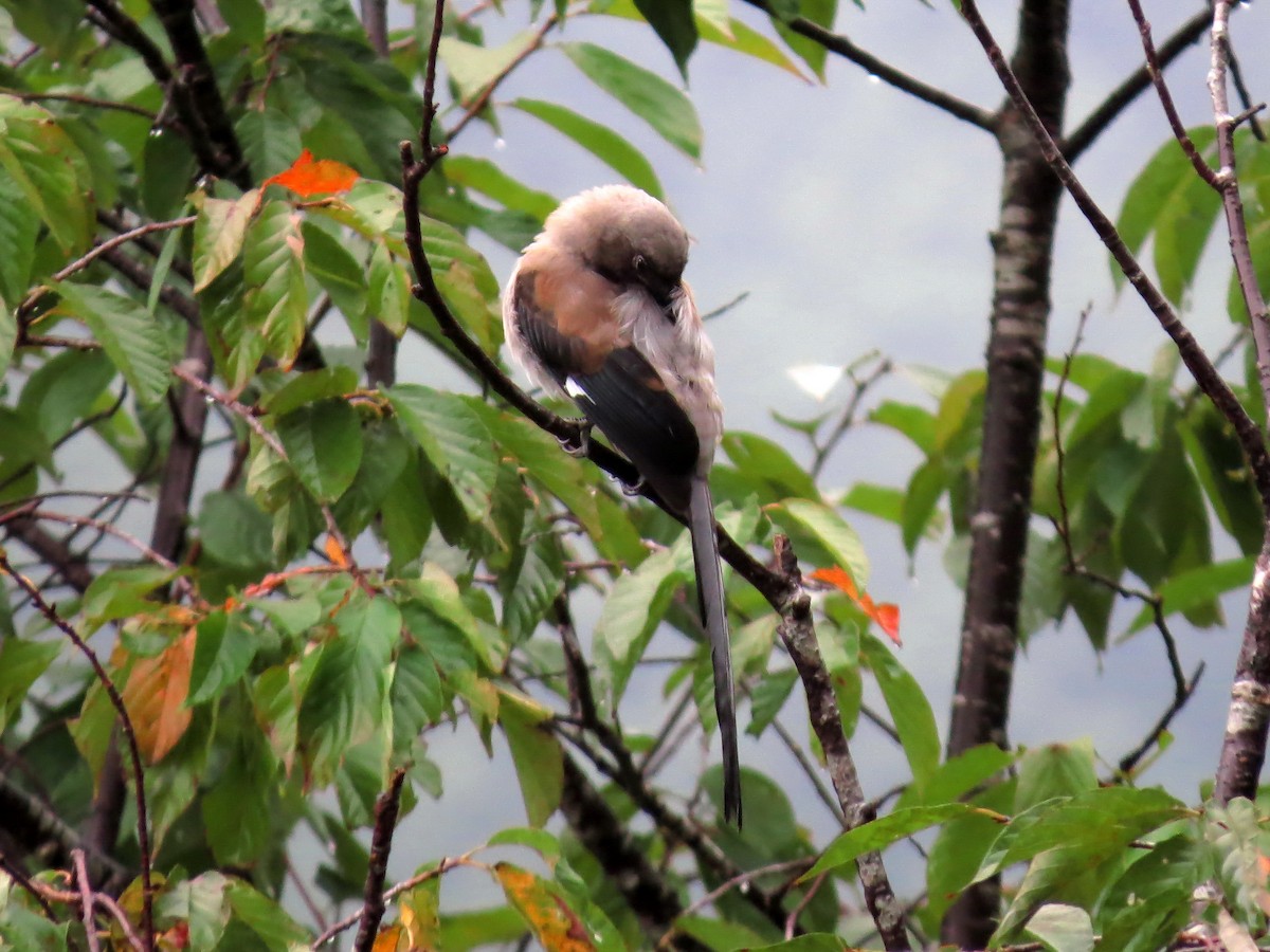 Gray Treepie - ML108148201