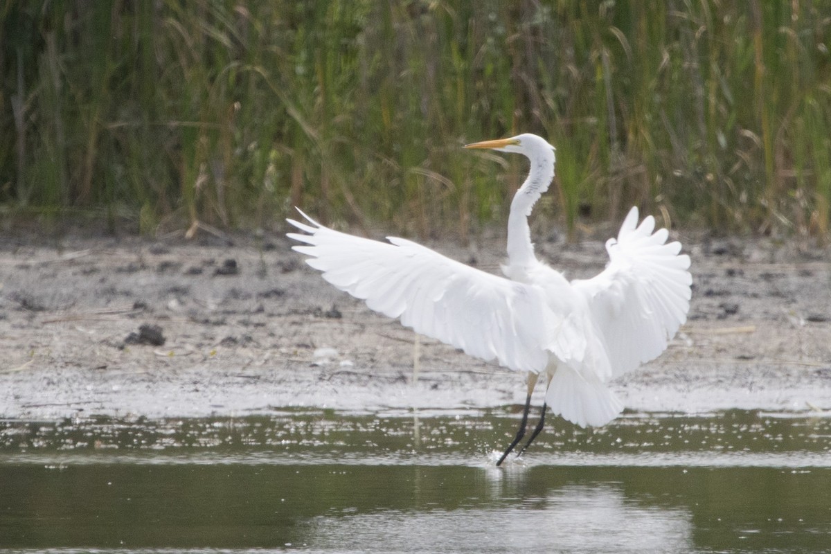 Great Egret - Michael Bowen