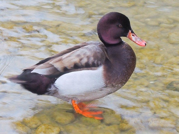 Mallard x Red-crested Pochard (hybrid) - ML108148521