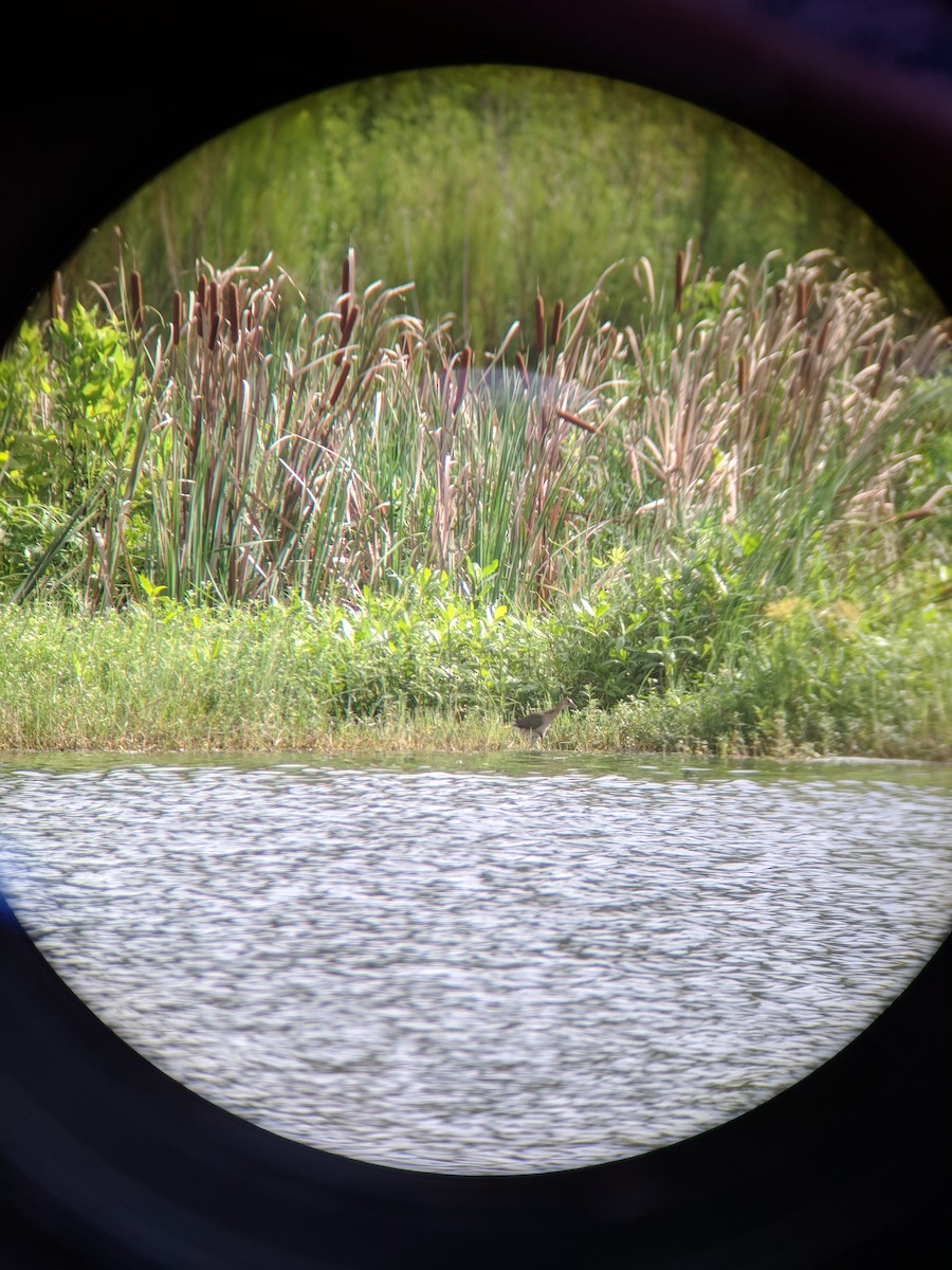 Purple Gallinule - ML108149881