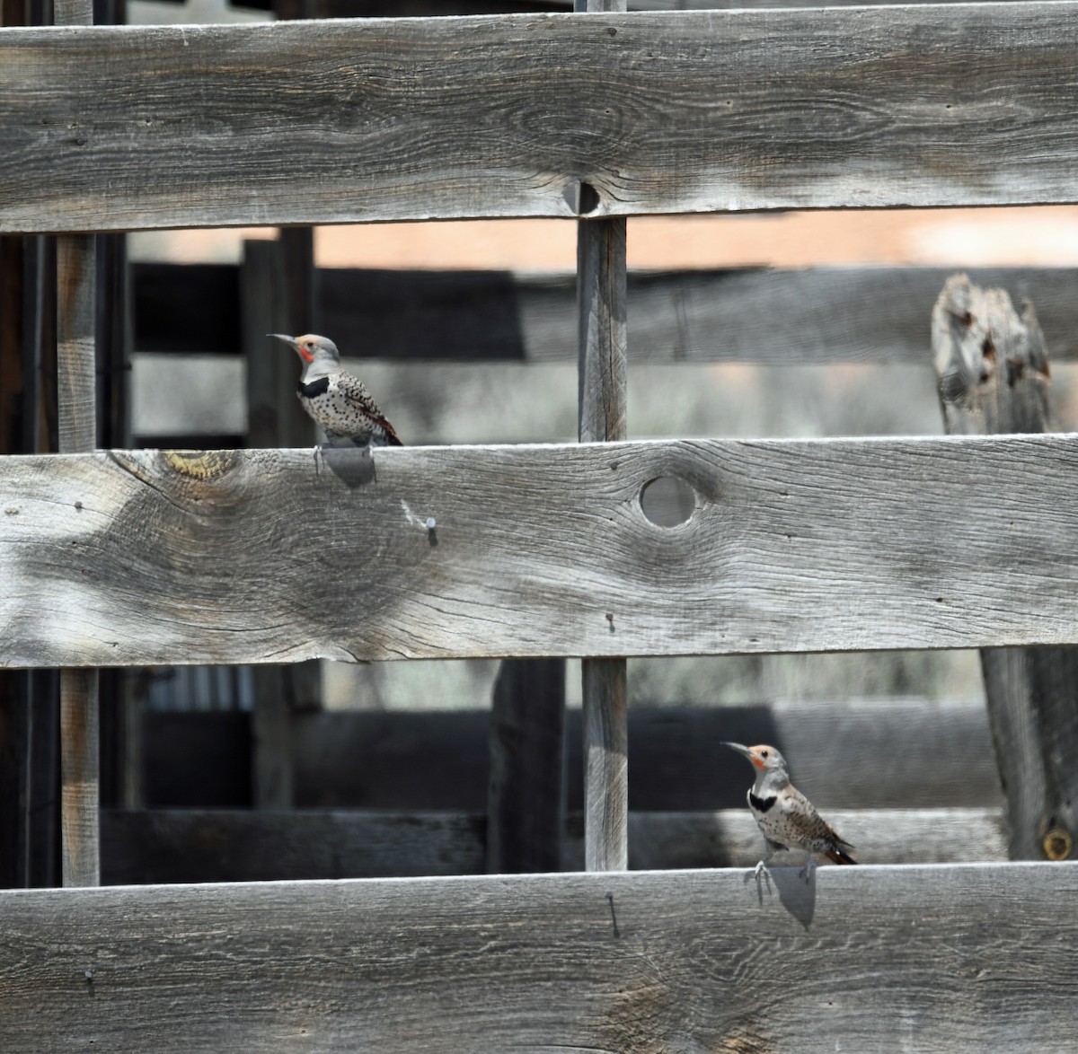 Northern Flicker (Red-shafted) - ML108150161