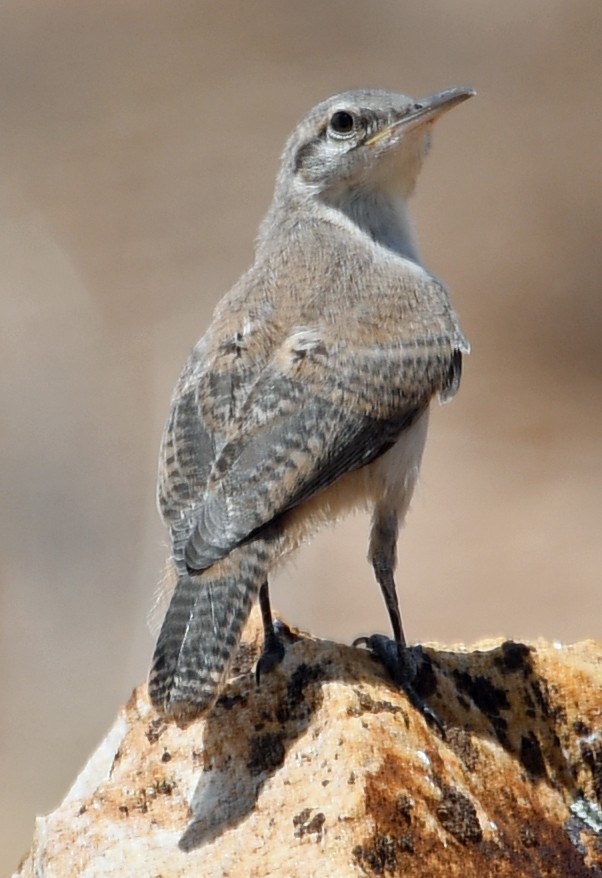 Rock Wren - ML108150231