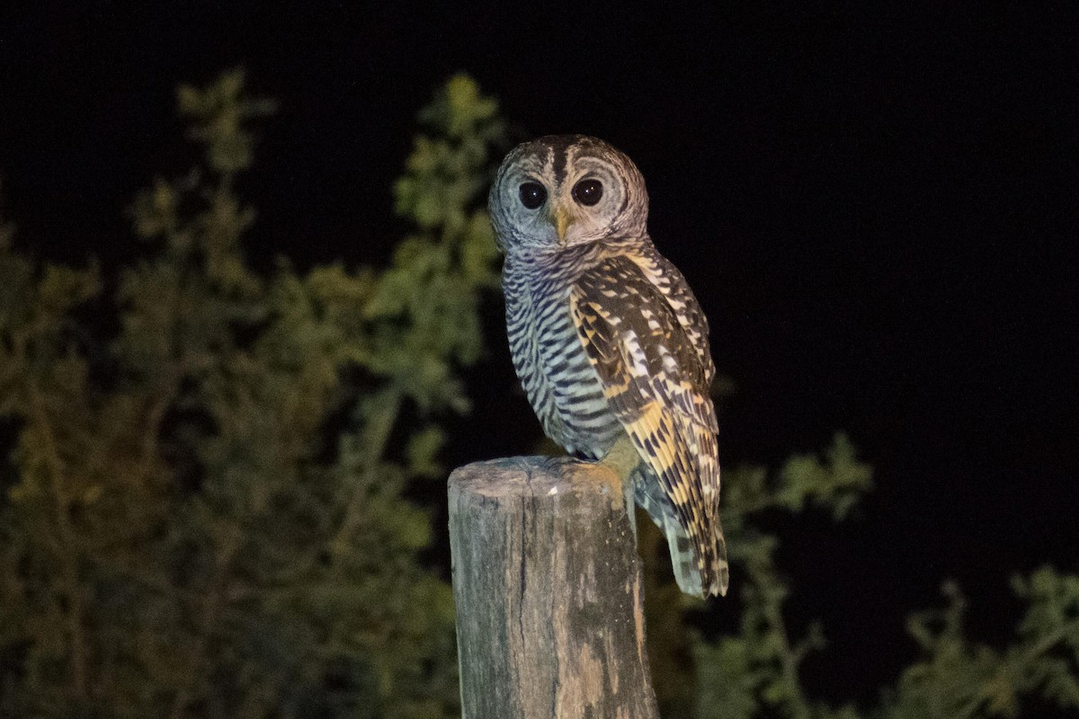 Chaco Owl - ML108151971