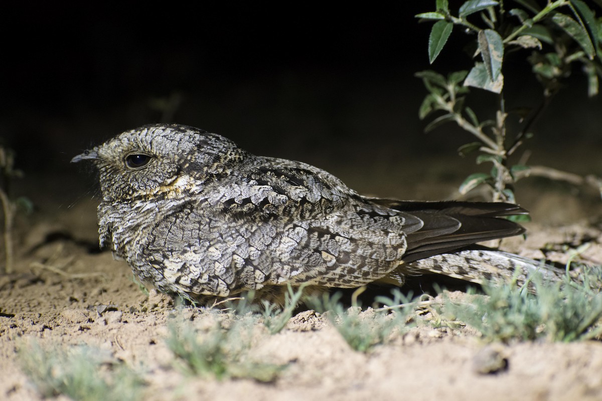 Band-winged Nightjar - Leandro Bareiro Guiñazú