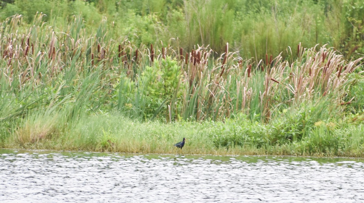 Purple Gallinule - ML108152381