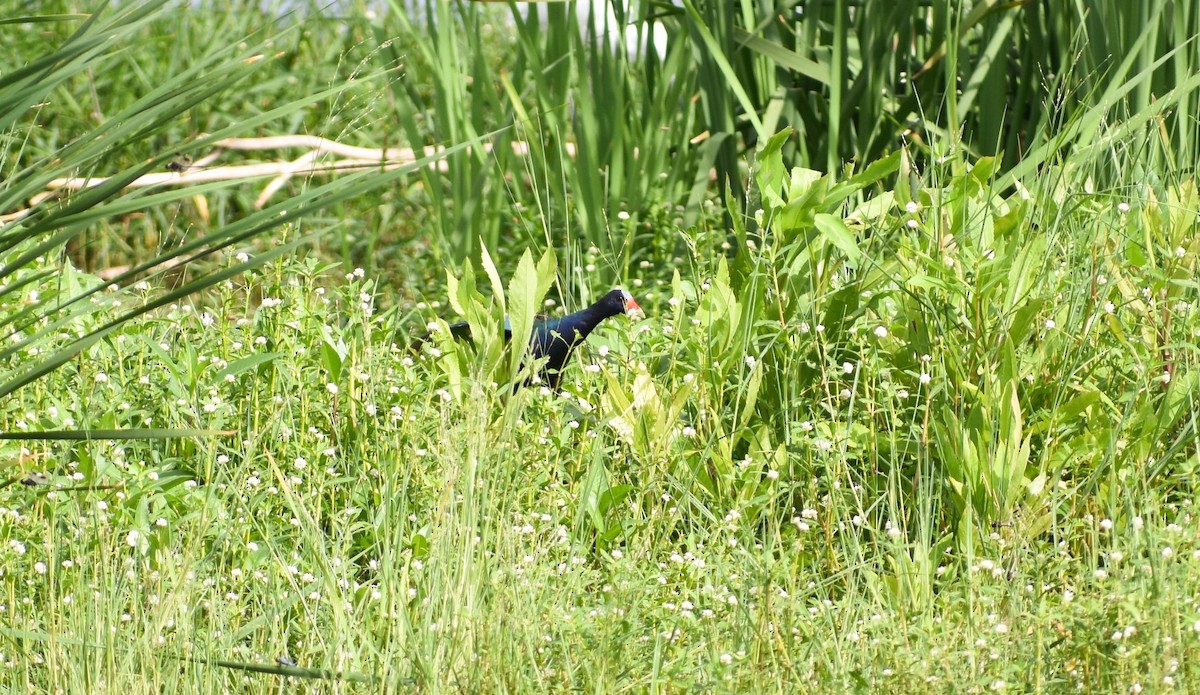 Purple Gallinule - ML108152401