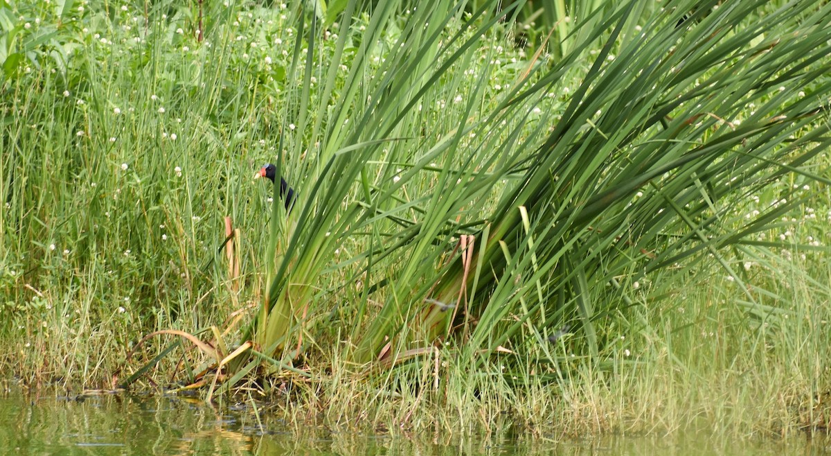 Purple Gallinule - ML108152411